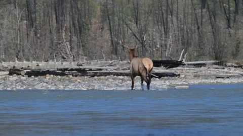 Elk in the wild Stock Footage 328365227