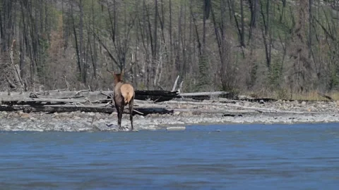 Elk in the wild Видео 328365236