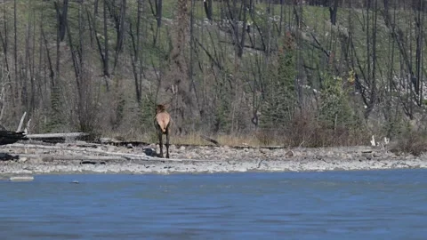 Elk in the wild Stock Footage 328365268