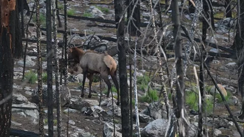 Elk in the wild Stock Footage 328365292