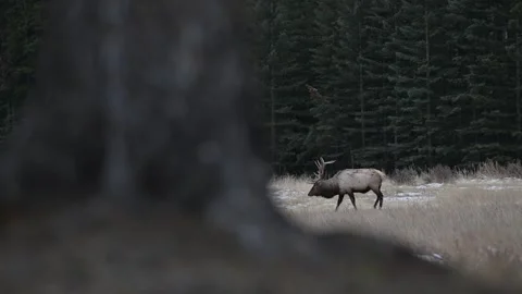 Elk in the wild Stock Footage 328366567