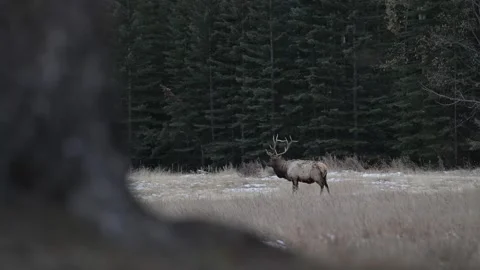 Elk in the wild Stock Footage 328366569