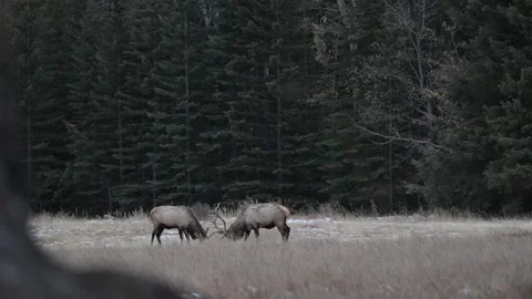 Elk in the wild Stock Footage 328366589