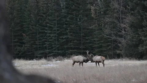 Elk in the wild Stock Footage 328366601