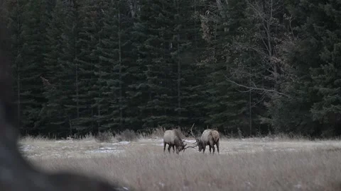 Elk in the wild Stock Footage 328366616