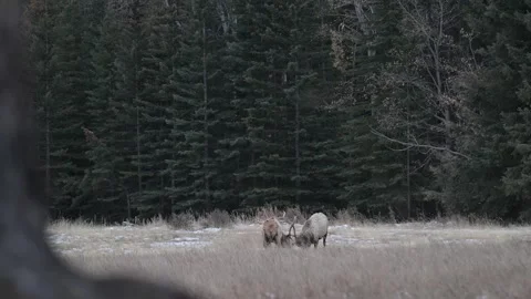 Elk in the wild Stock Footage 328366626