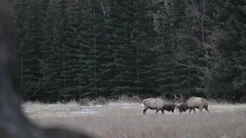 Elk in the wild Stock Footage 328366636