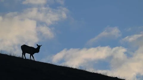 Elk in the wild Stockbeeldmateriaal 337839586