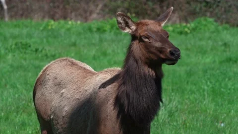 Elk in the Wilderness Stock Footage 169116349