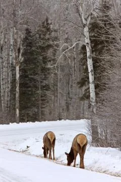 Elk in Winter Canada Stock-Fotos