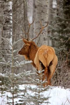 Elk in Winter Canada Stock Photos