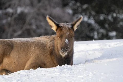 Elk in Winter Canada Stock Photos