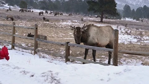 Elk in the winter roaming Estes Park Neighborhoods Stock Footage 149413680