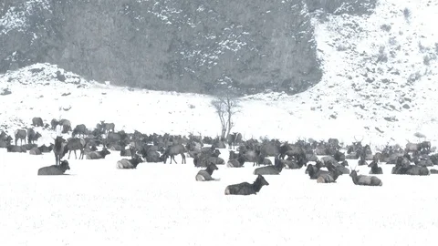 Elk In Winter Storm Wide Angle Video stock 72323052