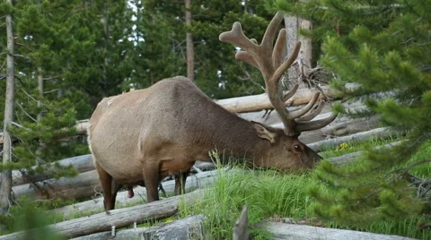 Elk in the woods. Video stock 56232794