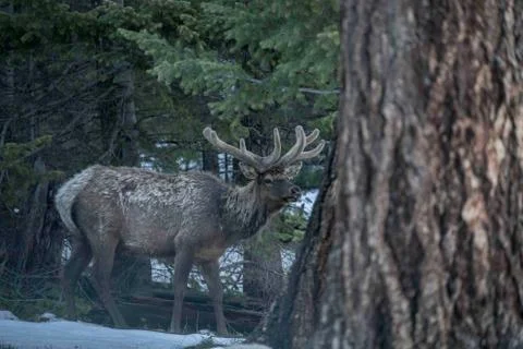 Elk in Woods Foto stock
