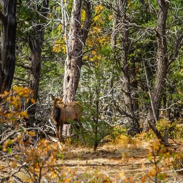 An elk in the woods Fotos Stock