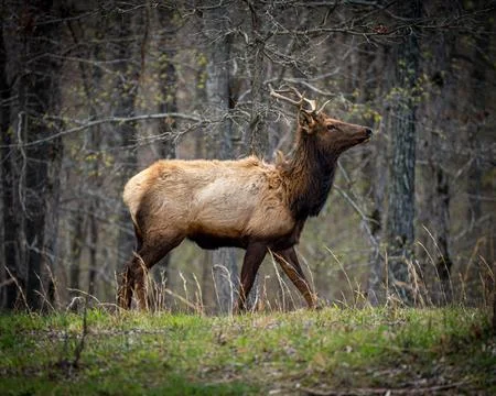 Elk in the woods Stock Photos