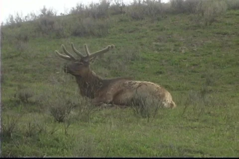 Elk Yellowstone Stock Footage 538046