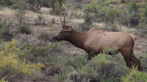 Elk, Yellowstone Stock-Footage 68625086