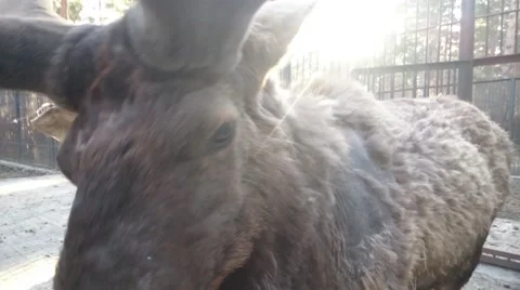 Elk at the zoo Stock Footage 49525518