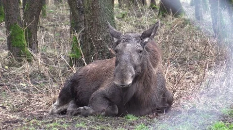 Elk in a zoo in Germany 動画素材 47812356