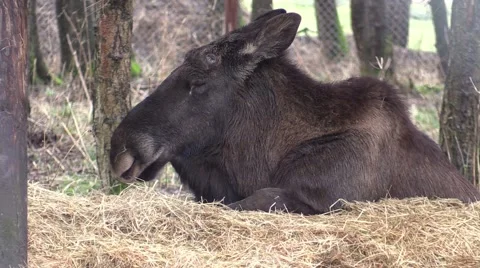 Elk in a zoo in Germany Vidéo 47835659