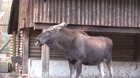 Elk in a zoo in Germany 库存影片 47839152