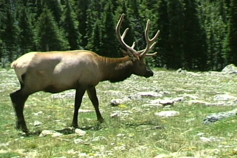 Elk-zoom 库存影片 817426