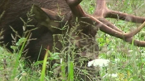 Elk Zoom Stock Footage 29798772