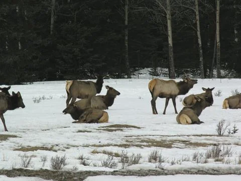 Elk1 Stock Photos