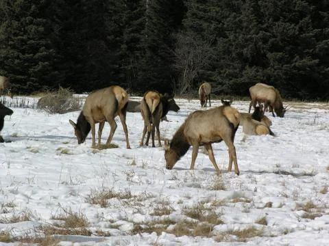 Elk2 Stock Photos
