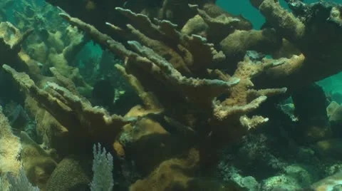Elkhorn coral Stock Footage 10713622
