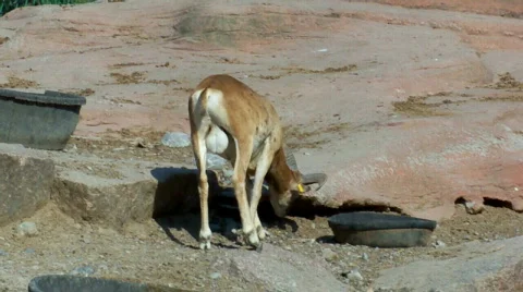 Elkk 스톡 동영상 510353