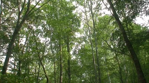 Elkmont 2 Stock Footage 718888
