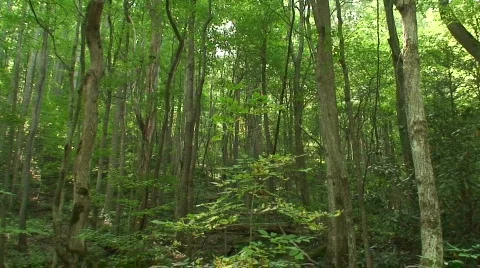 Elkmont 3 Stock Footage 719756