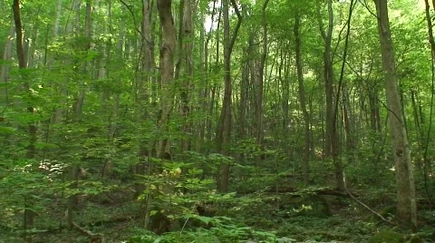 Elkmont 4 Stock Footage 719971