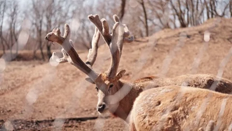 Elks are eating Video stock 270216840