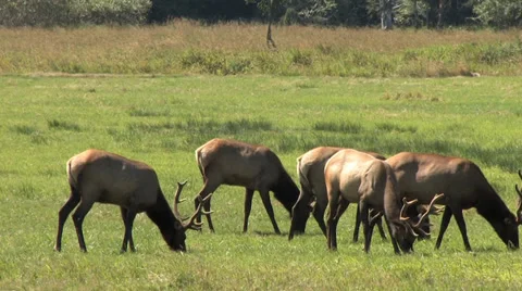 Elks Grazing in a Prairie 스톡 동영상 39721422