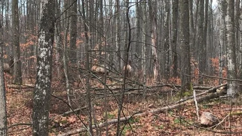 ELKS moving thought the woods Stock Footage 160494987
