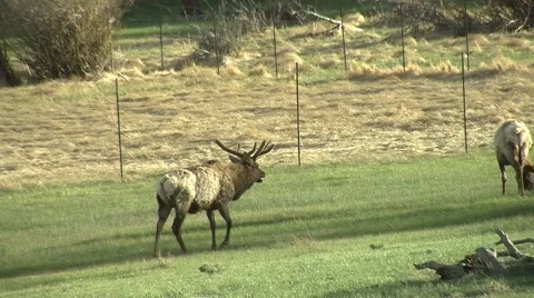 Elks in the pasture Video stock 48770526