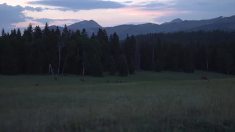 Elks Running During Sunset Stockbeeldmateriaal 86487811