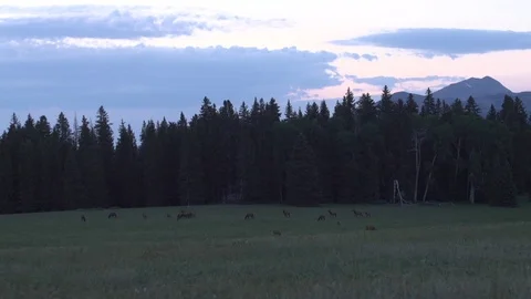 Elks Running During Sunset Stock Footage 86487901