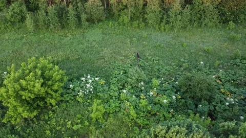 Elks running to forest. Aerial view of couple of elks, wildlife Stock Footage 134293990