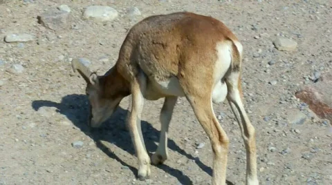 Elkss Stock Footage 510369