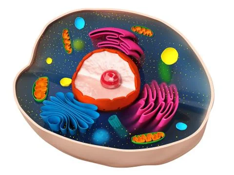 ?ell structure Stock Illustration