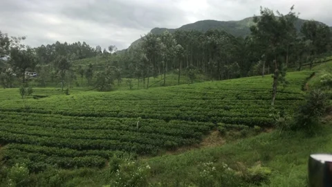 Ella, Sri Lanka, long rows of tea bushes Stock Footage 132845452