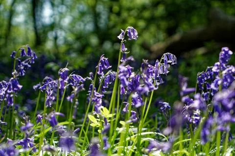 Ellenbrook Fields, Hatifled, UK in Spring with Bluebells 库存照片