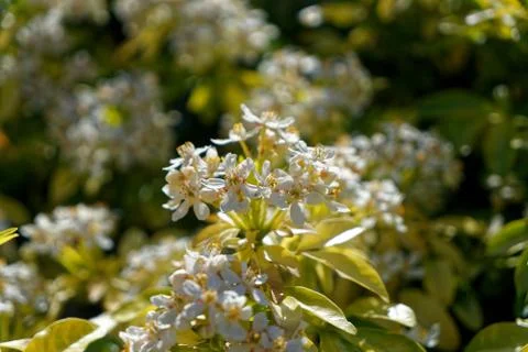 Ellenbrook Fields, Hatifled, UK in Spring with Bluebells Stock Photos