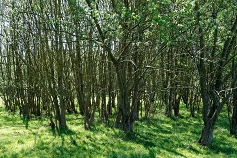 Ellenbrook Fields, Hatifled, UK in Spring with Bluebells Stockfoto's